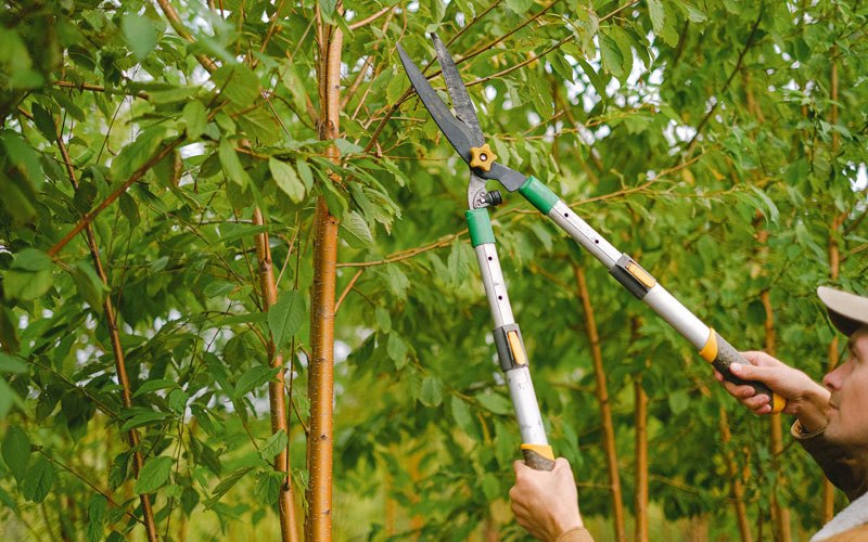 Tree trimming in China, TX